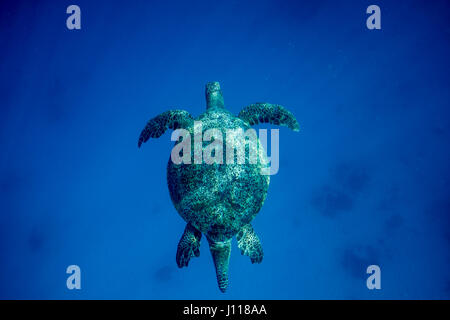 Vista aerea di una tartaruga nuotare nell'oceano, Lady Elliot Island, Queensland, Australia Foto Stock