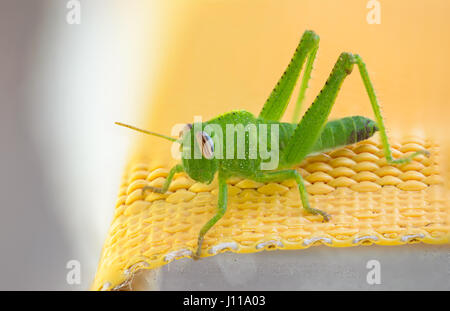 Un bel po' di tramoggia di verde su una sedia a sdraio Foto Stock