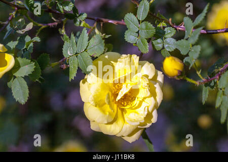 Rosa foetida, persiano rosa gialla close up Foto Stock