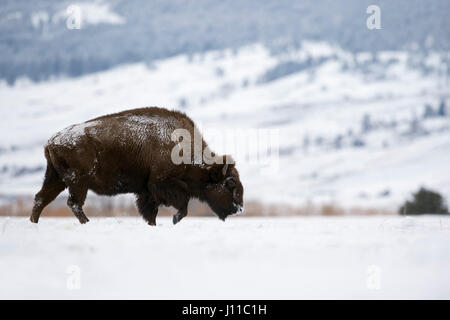 Bisonti americani / Amerikanischer ( Bison bison bison ), camminando attraverso la coperta di neve pianure, Area di Yellowstone, Montana, USA. Foto Stock