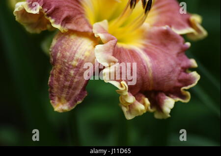 Fiore rosa. Hemerocallis 'Carolyn Mann" Foto Stock