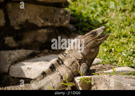 Grandi striped iguana closeup sulle rovine di Tulum in Messico Foto Stock