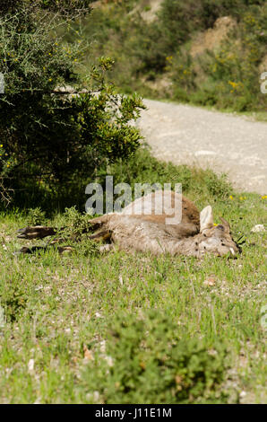 Un giovane iberico ibex, Spagnolo ibex, Spagnolo capra selvatica, o iberico stambecco (Capra pyrenaica) che giace morto lungo la strada. Andalusia, Spagna Foto Stock