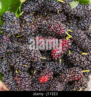 Mao Berry è tailandese di mirtillo pianta si trova nel nord-est della Thailandia, il rosso un gusto aspro. Il nero di un gusto dolce. Foto Stock