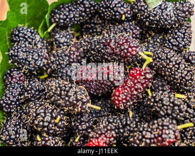 Mao Berry è tailandese di mirtillo pianta si trova nel nord-est della Thailandia, il rosso un gusto aspro. Il nero di un gusto dolce. Foto Stock