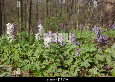 Corydalis kava, tra i primi fiori di primavera nei boschi polacco Foto Stock