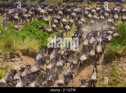 GNU che attraversano la savana. Grande migrazione. Kenya. Tanzania. Masai Mara National Park. Foto Stock