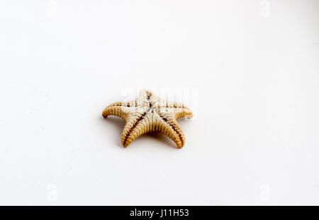 Bella starfish shot vicino su uno sfondo bianco, proveniente da una collezione privata di mare oceano e serbatoi Foto Stock