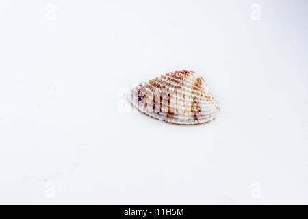 Bella conchiglia di mare shot vicino su uno sfondo bianco, proveniente da una collezione privata di mare oceano e serbatoi Foto Stock