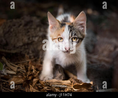 Carino stray street gattino di guardare direttamente la telecamera nel centro storico di Dubrovnik Foto Stock