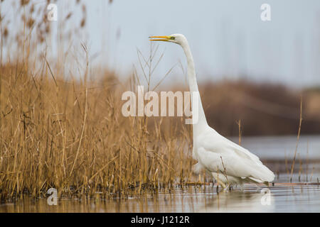 Airone bianco maggiore nel lago del litorale romano in Italia Foto Stock