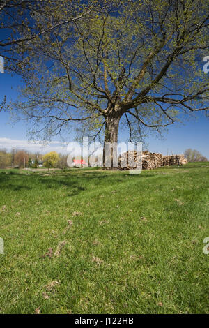Albero di acero e cataste di legna con la vista di un vecchio rosso Canadiana stile casa residenziale in background in primavera Foto Stock