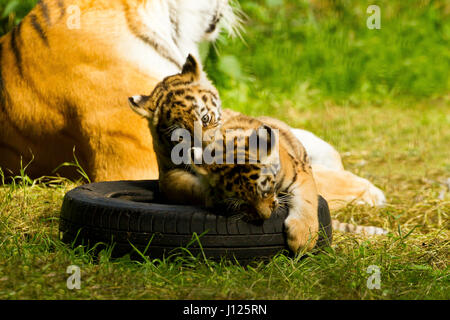 Due Siberian/Amur cuccioli di tigre (Panthera Tigris Altaica) giocando sul pneumatico Foto Stock