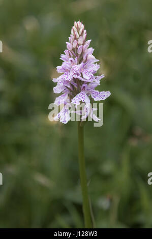 Un'orchidea maculata comune (Dactylorhiza fuchsii) che cresce in erba lunga presso Erddig Hall Gardens, Wrexham, Galles, Regno Unito Foto Stock