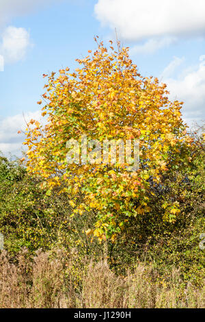 Norvegia Acero (Acer platanoides) in una siepe in autunno Nottinghamshire, England, Regno Unito Foto Stock