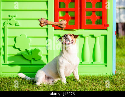 Cane sogna di trattare grandi ossa seduto vicino a casa Foto Stock