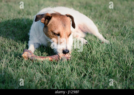 Cane mangia doggy osso giacente su erba verde Foto Stock