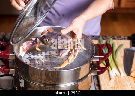 Mani femminili immissione live grande granchio in hot pot di cottura a vapore. Il fuoco selettivo sulla parte anteriore del granchio. Foto Stock