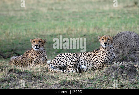 Cheetah fratelli posa in erba nel Serengeti Foto Stock