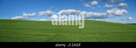 A field of young winter wheat on a fine spring day in the Radnorshire hills, Wales, UK (panorama) Foto Stock