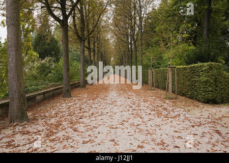 Vicolo ghiaia foderato con righe di Castanea sativa - alberi di castagno in Schwetzingen giardino del palazzo nella tarda estate, Schwetzingen, Germania Foto Stock