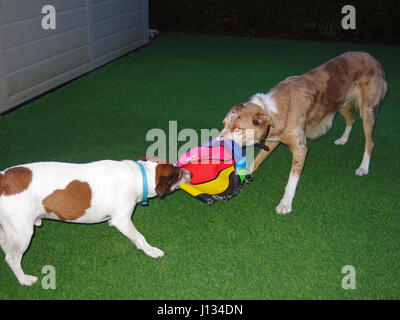 Jack Russell e red Collie giocando con sfera Foto Stock
