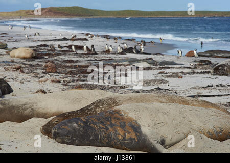 Elefante meridionale guarnizioni (Mirounga leonina) dormire su di una spiaggia di sabbia sulla Sealion isola nelle isole Falkland. Foto Stock