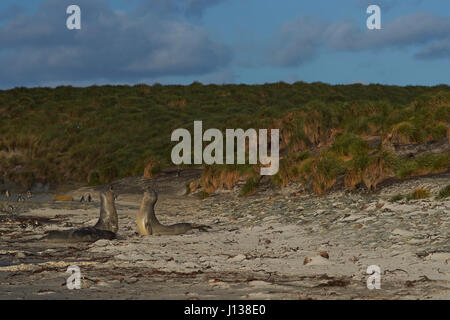 Elefante meridionale guarnizioni (Mirounga leonina) prova la loro resistenza contro ogni altro su di una spiaggia di sabbia sulla Sealion isola nelle isole Falkland. Foto Stock