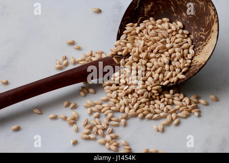 Orzo perlato grano in un guscio di tartaruga cucchiaio. Foto Stock