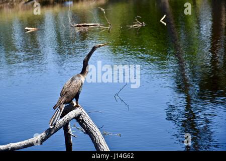 Heron (Ardeidi) appollaiato su un ramo di un lago Foto Stock