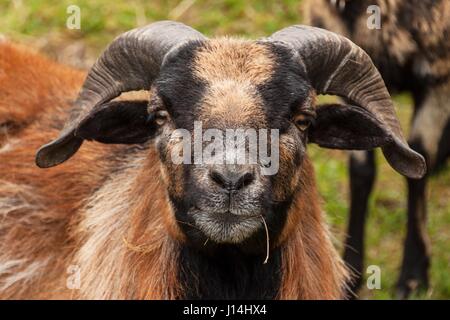 Rammer. Dettaglio capi di ovini ram Camerun. Allevamento Foto Stock