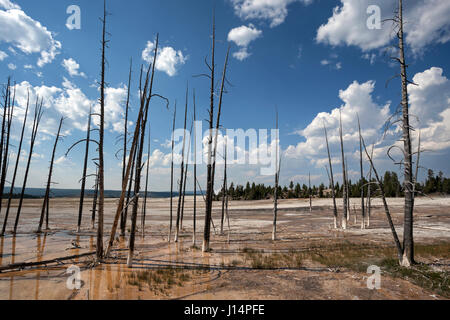 Gli alberi morti, Fontana vaso di vernice Area inferiore, Geyser Basin, il Parco Nazionale di Yellowstone, Wyoming USA Foto Stock