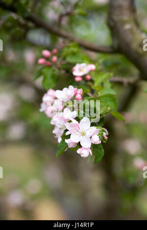 Malus domestica 'Merton Russet' fiore in primavera. Foto Stock