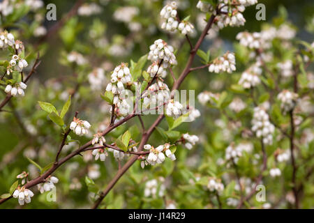Vaccinium corymbosum. Mirtillo "Ivanhoe' fiori in primavera. Foto Stock