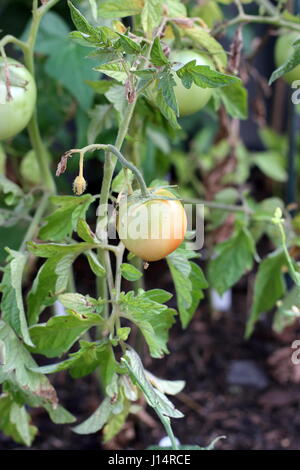 Freschi pomodori cresciuti in casa la maturazione Foto Stock