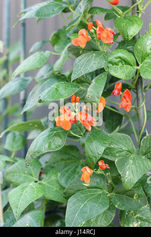 Phaseolus coccineus o noto anche come Scarlett Runner Bean Foto Stock