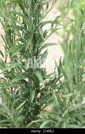 Fleabane Flaxleaf o noto come Conyza bonariensis Cronquist o hairy horseweed Foto Stock