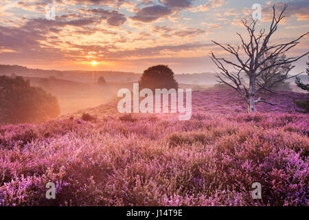 Infinite colline con blooming heather a sunrise. Fotografato alla Posbank nei Paesi Bassi. Foto Stock