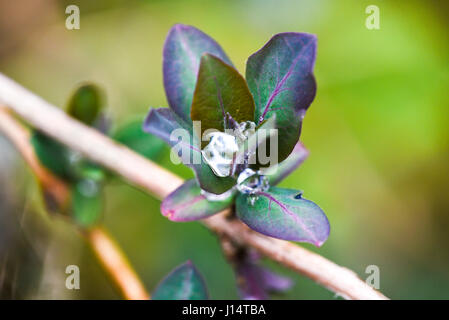 Goccia di pioggia in un fiore in giardino su uno sfondo verde. Foto Stock