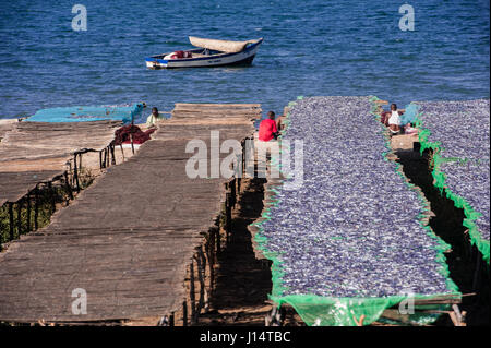 Pesce appassimento sui graticci sulla riva del Lago Malawi Foto Stock