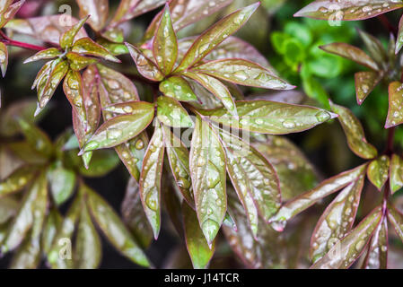Acqua su foglie in giardino, tempo primaverile. Foto Stock
