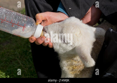 Appena nato agnello essendo alimentato da una bottiglia da un agricoltore in una fattoria nel Wiltshire, Inghilterra, Regno Unito Foto Stock