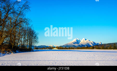 I picchi innevati delle spighe dorate in montagne costiere visto dal Fraser Valley, British Columbia, Canada Foto Stock