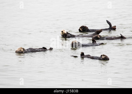 Mare meridionale Lontra, (Enhydra lutris), rilassante in una giornata di mare calmo in Elkhorn Slough Foto Stock