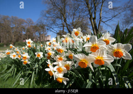 Cholmondeley Castle Gardens. Vista la molla di narcisi in piena fioritura a Cholmondeley Castle Gardens. Foto Stock