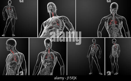 3D rendering polmoni con visibile nei bronchi Foto Stock