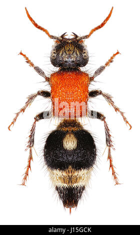 Velvet Ant Nemka su sfondo bianco - Nemka viduata viduata (Pallas, 1773) Foto Stock