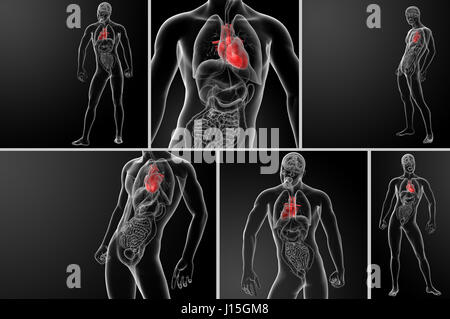 Il rendering 3D cuore umano anatomia Foto Stock