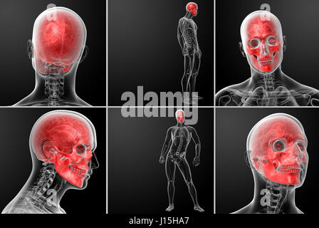 3D rendering teschio umano anatomia Foto Stock