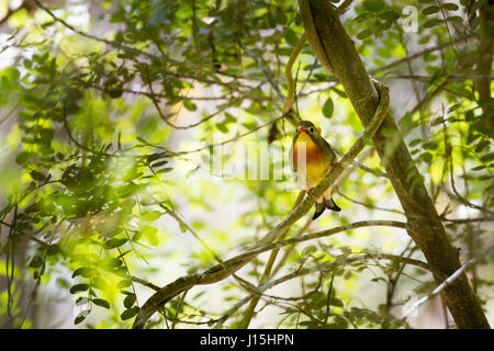 Rosso-fatturati leiothrix (Leiothrix lutea) seduto in un albero nel Parco Nazionale dei Vulcani delle Hawaii sulla Big Island, Hawaii, Stati Uniti d'America. Foto Stock